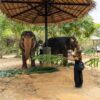 Pic - Elephant Feeding 2 - Flying Hanuman - Best Phuket Travel